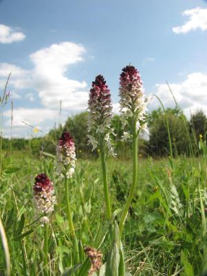 vendégház_tanösvény_4